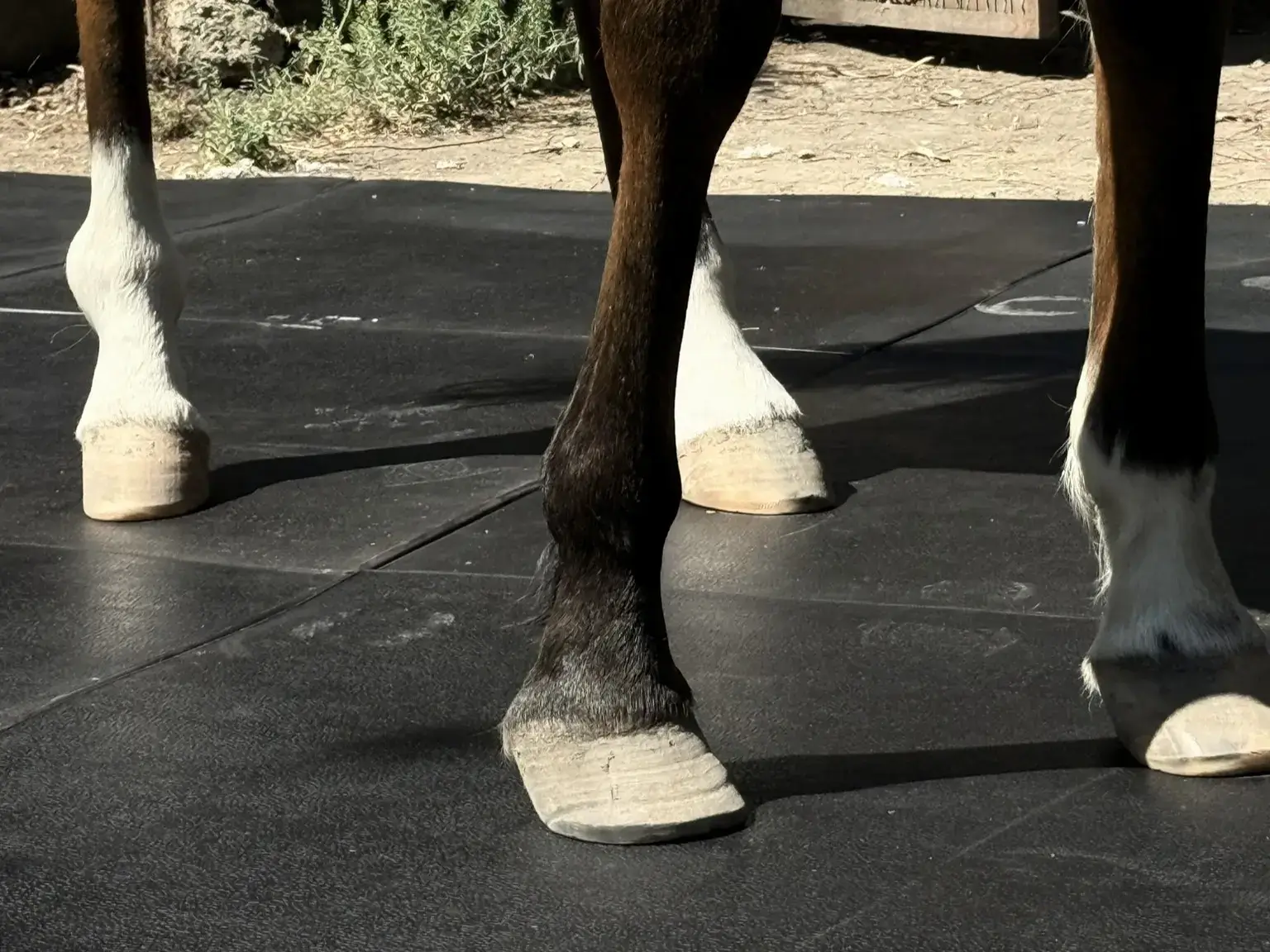 Pisos para Caballeriza Everest Línea Pura Sangre