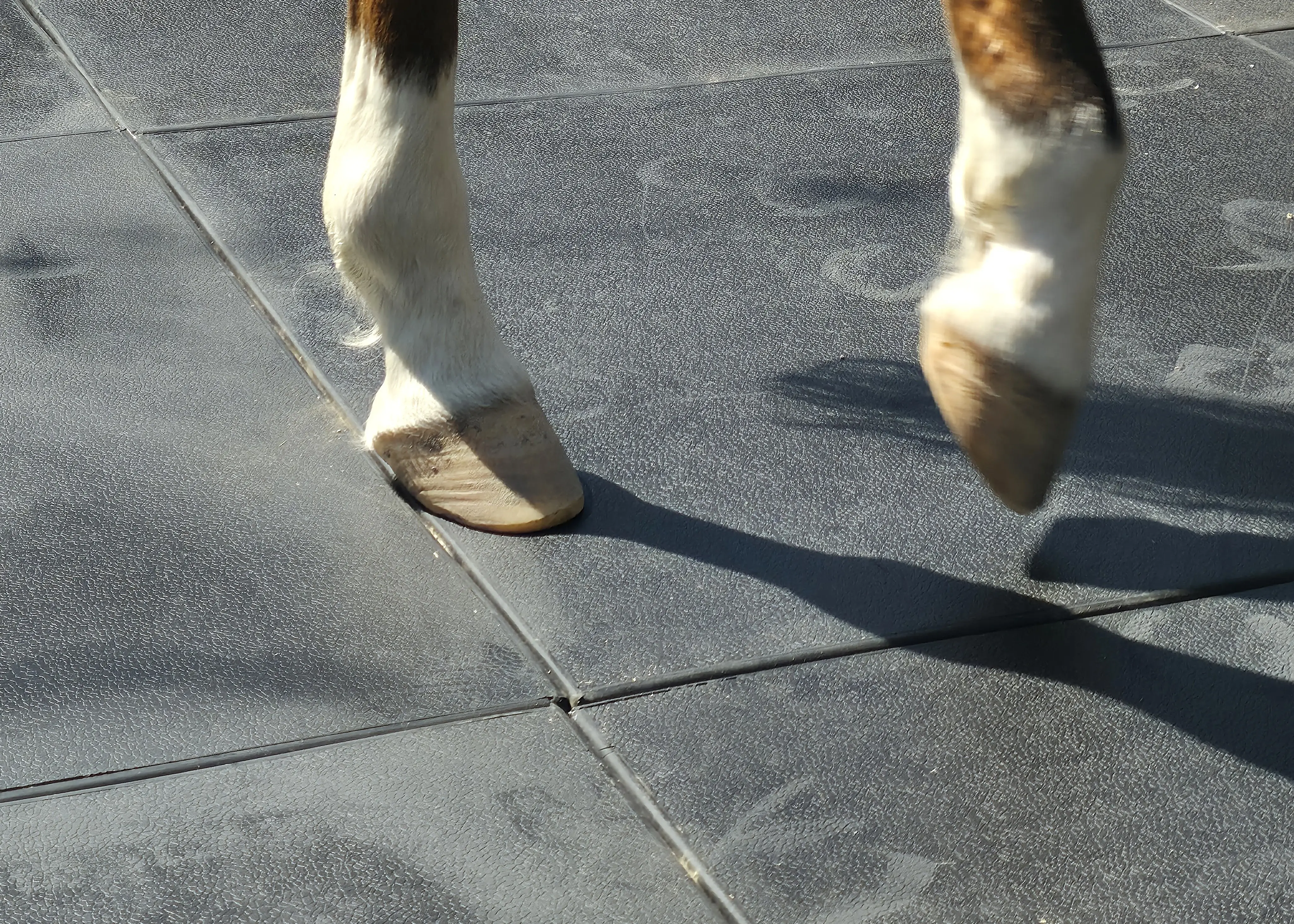 Pisos para caballerizas